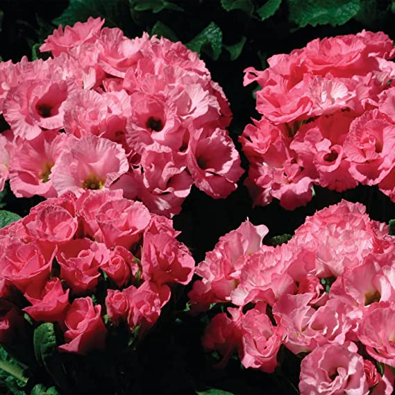 Primlet Pink Shades Primula (1509)